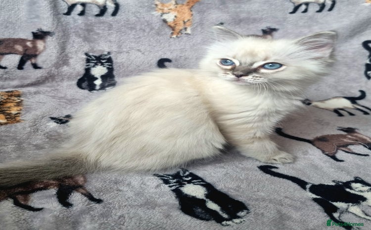 Ragdoll cats - Advert 7