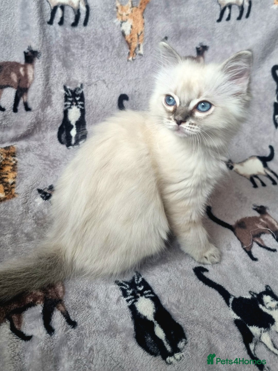 Ragdoll cats for sale: Ready Now Last Ragdoll Girl DNA tested  - Image 1