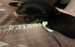Chiweenie dogs for sale: 3 Beautiful chiwennie Girls - Advert 5