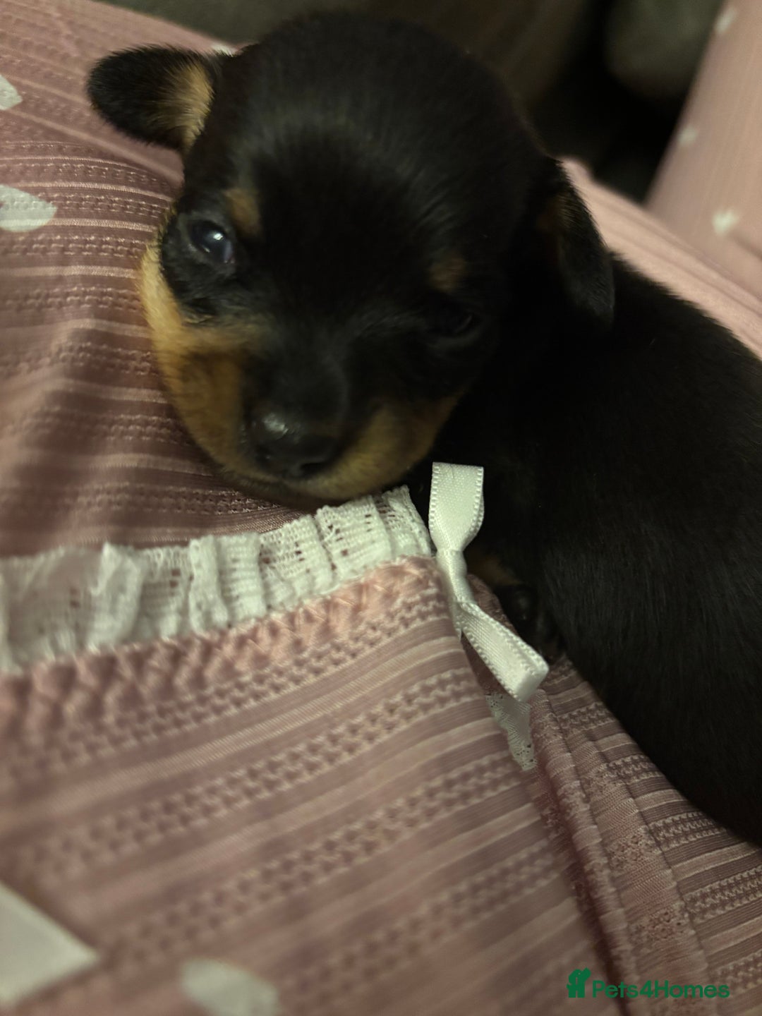 Chiweenie dogs for sale: 3 Beautiful chiwennie Girls - Advert 5