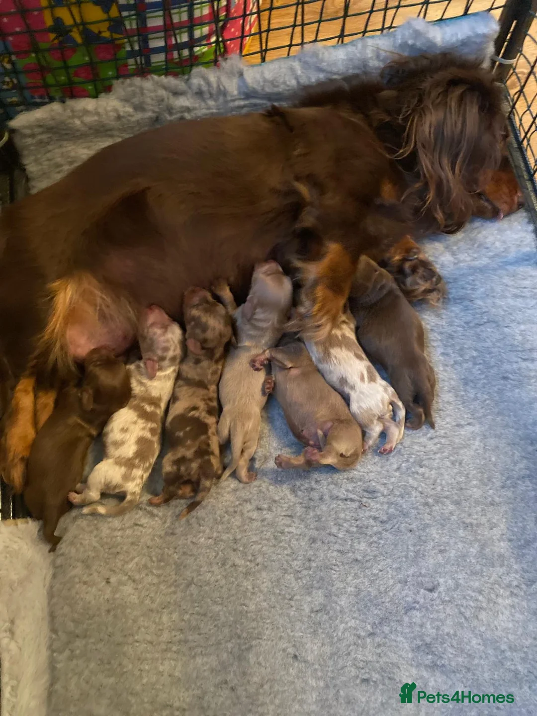 Miniature Dachshund dogs for sale: ‼️ LAST 3 READY TO LEAVE NOW ‼️ - Advert 1