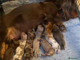 Miniature Dachshund dogs Miniature long haired adorable dachshunds - Advert 17