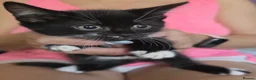 Mixed Breed cats for sale: Beautiful kittens ready now x in Hereford - Advert 7