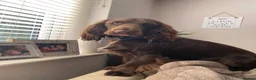 Cocker Spaniel dogs for stud: Big Boy - Great personality Cocker Spainal  - Advert 6