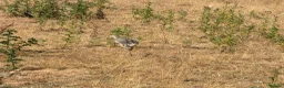 Mixed Breed livestock for sale: Rheas for sale, white and grey in Melton Constable - Advert 6