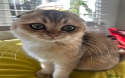 Scottish Fold cats for sale: Gold Chinchilla Scottish fold baby’s  - Image 34