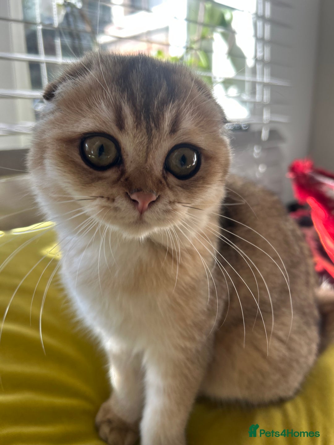 Scottish Fold cats for sale: Gold Chinchilla Scottish fold baby’s  - Image 34