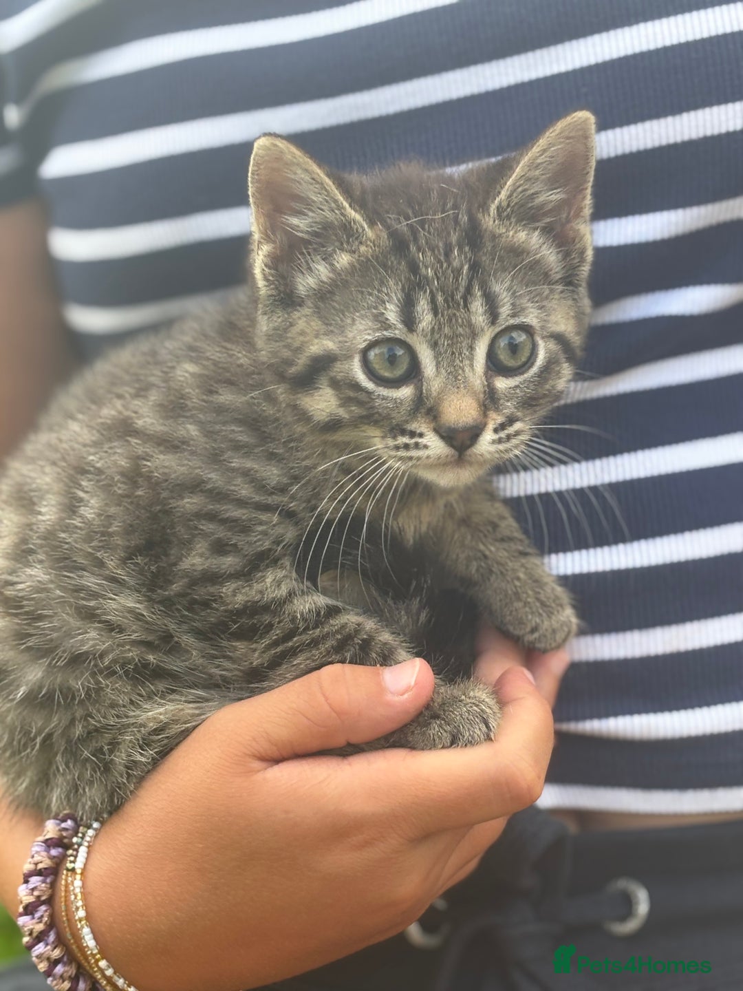 Mixed Breed cats for sale: kittens looking for their forever home - Image 1