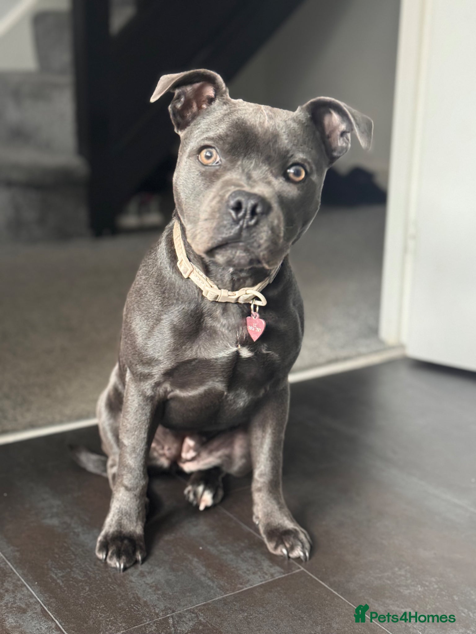 Staffordshire Bull Terrier dogs Lovely Blue Staff - Luna💖 - Advert 3