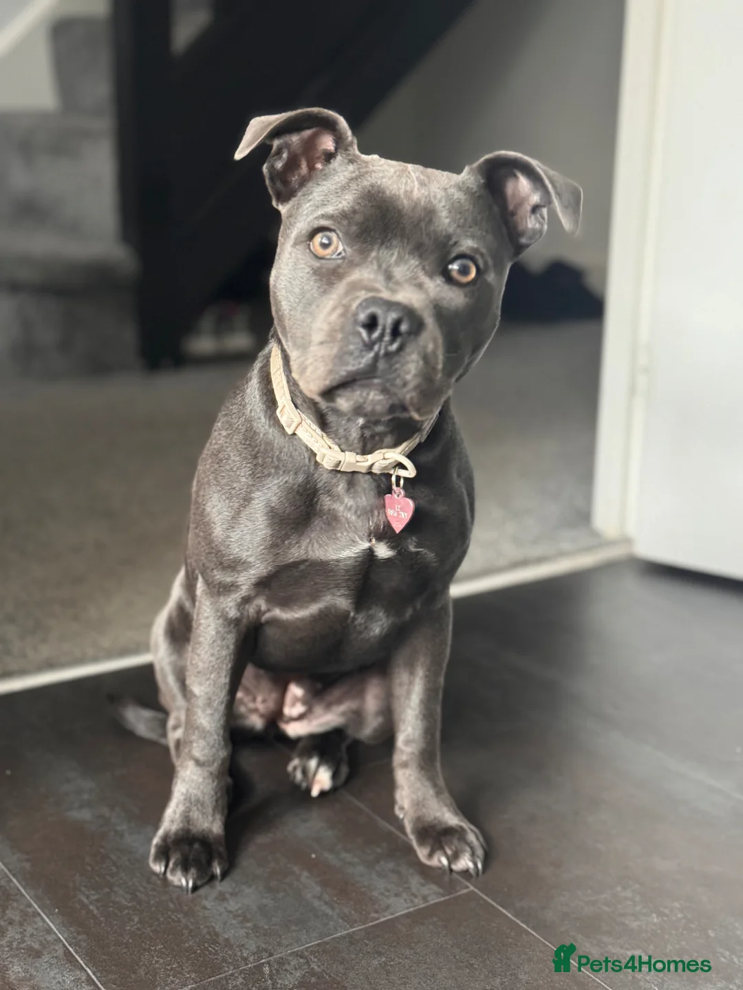 Staffordshire Bull Terrier dogs for sale: Lovely Blue Staff - Luna💖 in Bristol - Advert 1