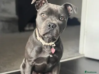 Staffordshire Bull Terrier dogs Lovely Blue Staff - Luna💖 - Advert 7