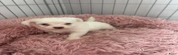Mixed Breed dogs for sale: Tiny Malchi puppies - Advert 23