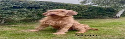 Golden Retriever dogs for sale: Golden Retriever x Wire Haired Hungarian Vizsla  in Melton Mowbray - Advert 4