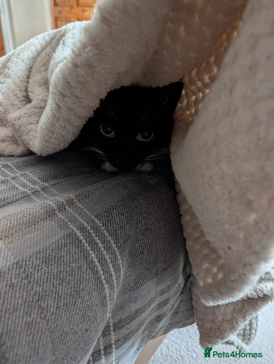 Domestic Shorthair cats for sale: 8 year old black and white male  - Advert 8