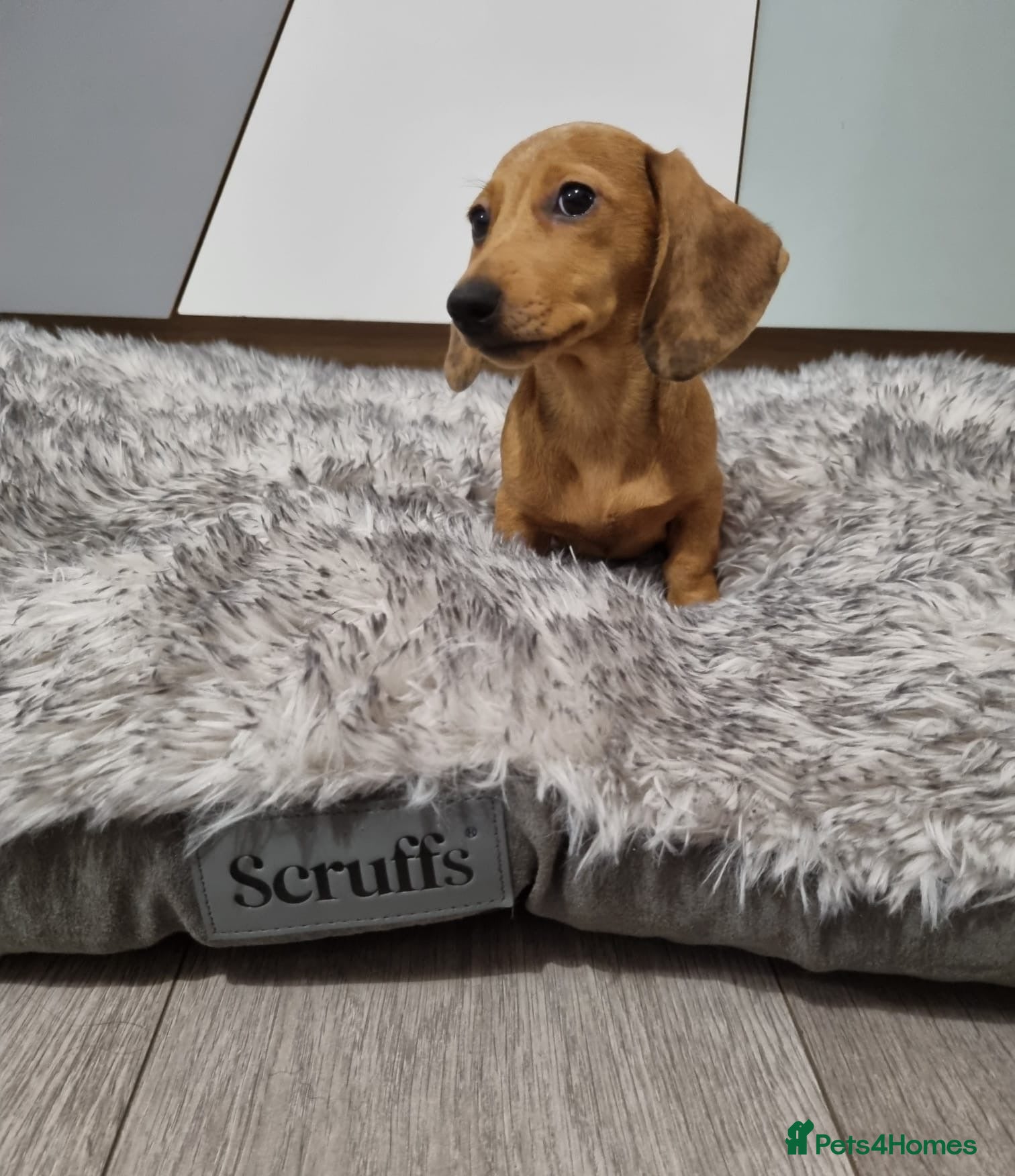 Dachshund dogs Beautiful Red Dapple girl miniature dachshund  - Advert 1