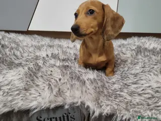 Dachshund dogs Beautiful Red Dapple girl miniature dachshund - Advert 1