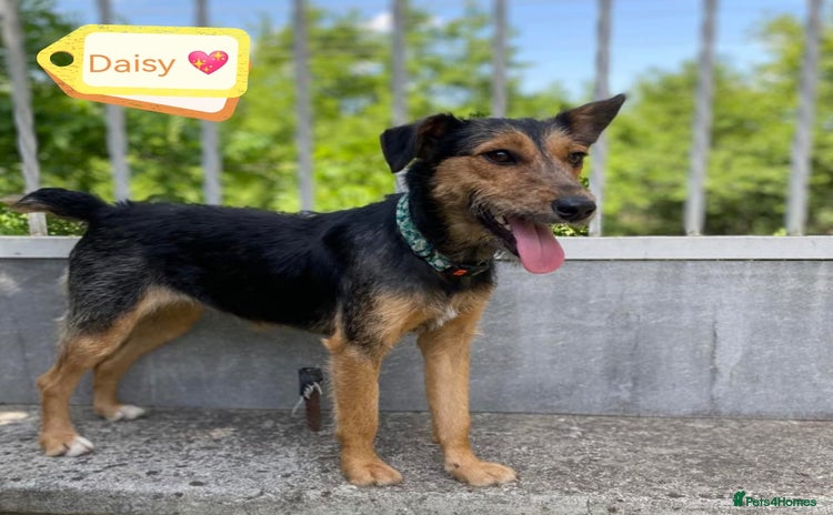 Mixed Breed dogs - Advert 10
