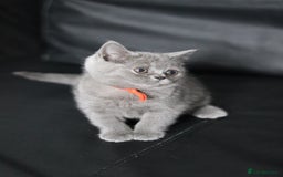 British Shorthair cats for sale: ✨️Outstanding GCCF Grand Chmp Line BSH ❤️ - Image 10