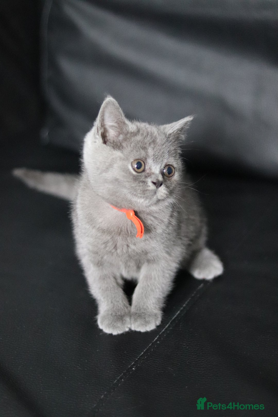 British Shorthair cats for sale: ✨️Outstanding GCCF Grand Chmp Line BSH ❤️ - Image 10