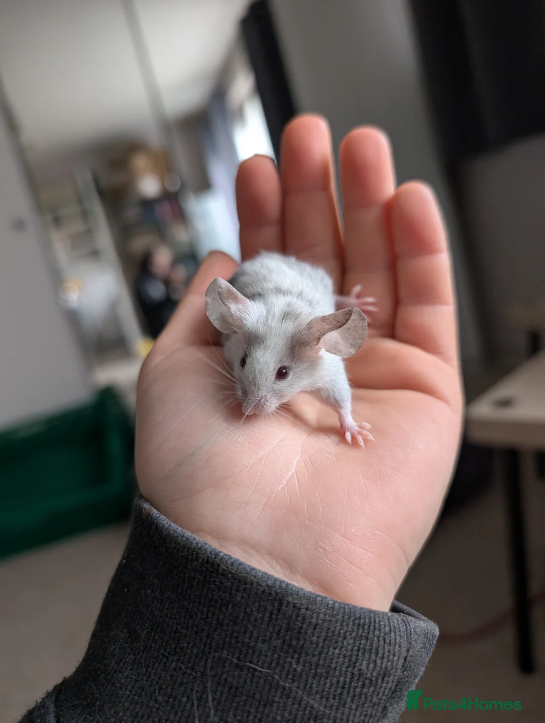 Mouse rodents for sale: Female and male splashed fancy mice - Advert 4