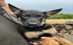 Mixed Breed dogs for sale: Czech shepherd x Belgium malinois - Image 28