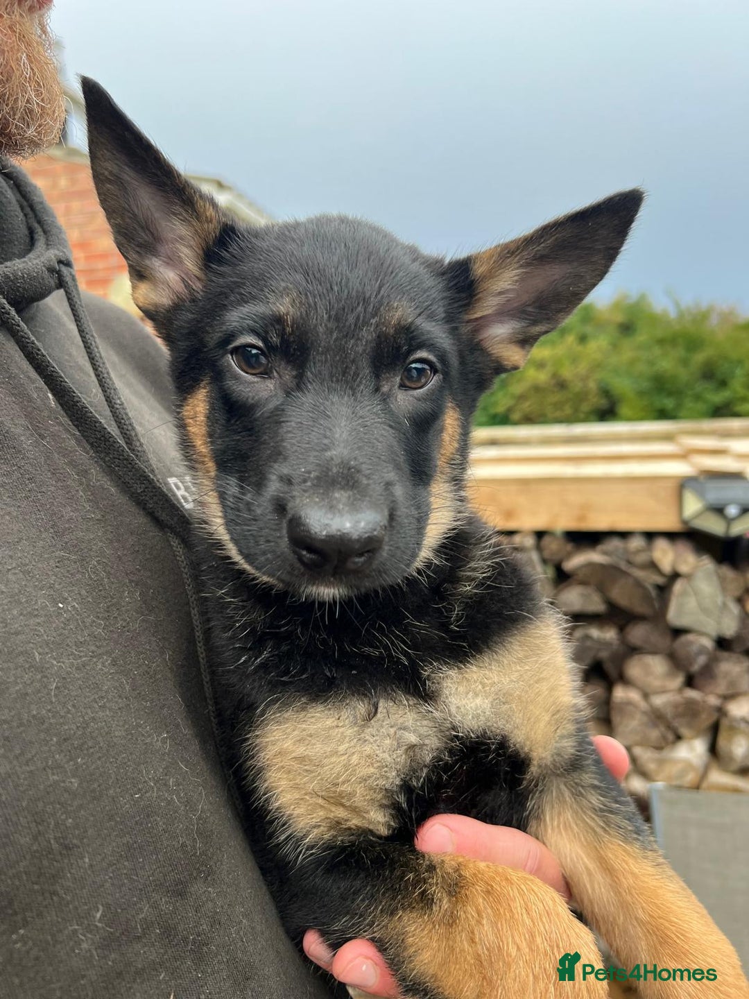 Mixed Breed dogs for sale: Czech shepherd x Belgium malinois - Image 28