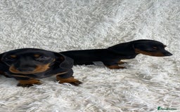 Miniature Dachshund dogs for sale: Miniature duscuhund  - Image 1