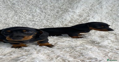 Miniature Dachshund dogs - Advert 12