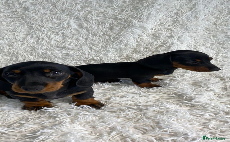 Miniature Dachshund dogs - Advert 6