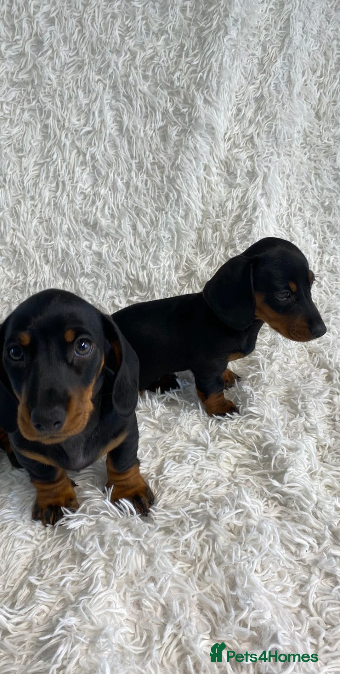 Miniature Dachshund dogs for sale: Miniature duscuhund  - Image 1