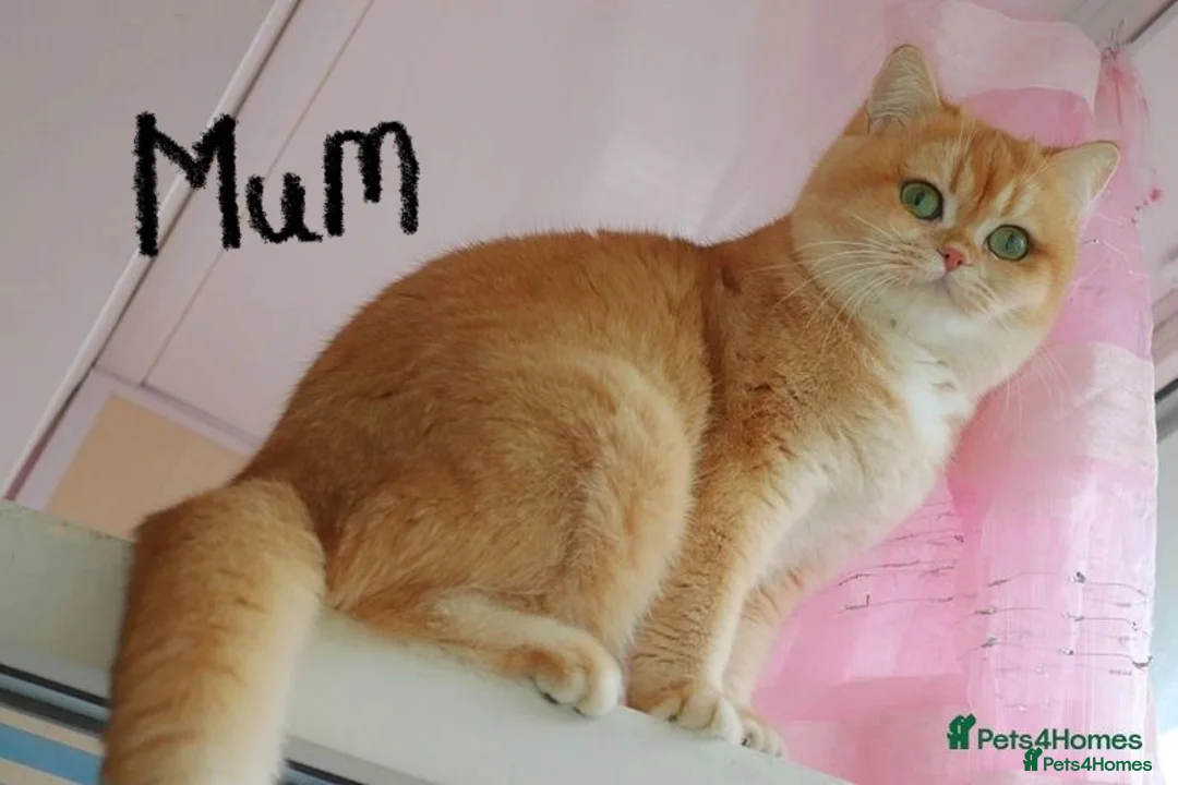 British Shorthair cats for stud: 🥇GCCF registered Gold tippedBritish shorthair🥇 in Slough - Advert 13