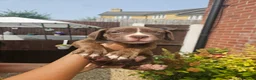 Mixed Breed dogs for sale: Cane corso x American bully puppies - Advert 7