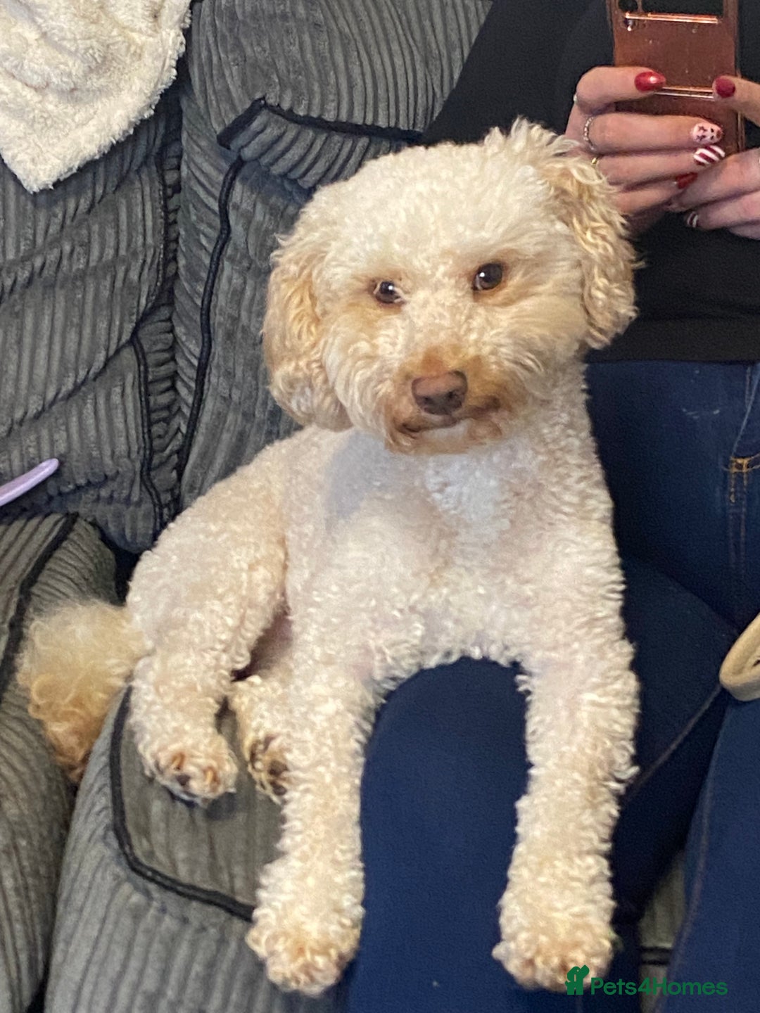 Cavapoochon dogs for sale: Elvis  - Advert 1