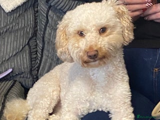 Cavapoochon dogs Elvis - Advert 1