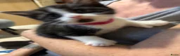 Mixed Breed cats for sale: 5 BBSH x mixed kittens black white grey - Advert 12