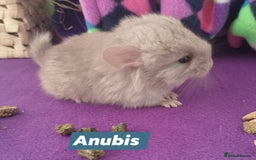 Chinchilla rodents for sale: Baby Royal Persian Angora (RPA /RPAc) Chinchillas - Image 7