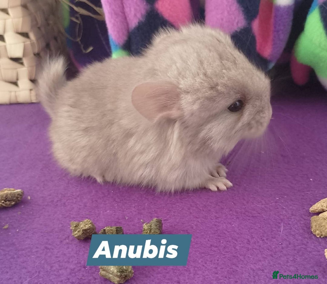 Chinchilla rodents for sale: Baby Royal Persian Angora (RPA /RPAc) Chinchillas - Image 7