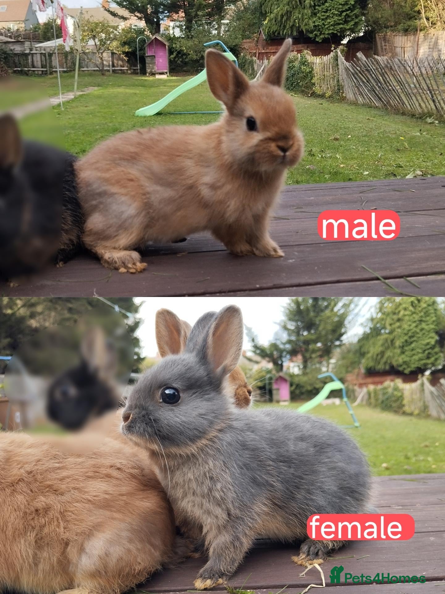 Netherland Dwarf rabbits for sale: Netherland dwarf 8wk, £50 each (CLEARANCE) 2 left - Advert 2