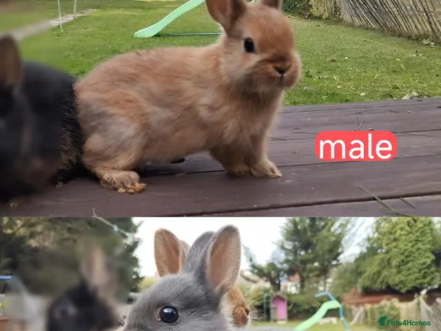 Netherland Dwarf rabbits for sale: Netherland dwarf 8wk, £50 each (CLEARANCE) 2 left - Advert 2