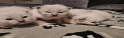 Ragdoll cats for sale: Ragdoll kittens  - Advert 1