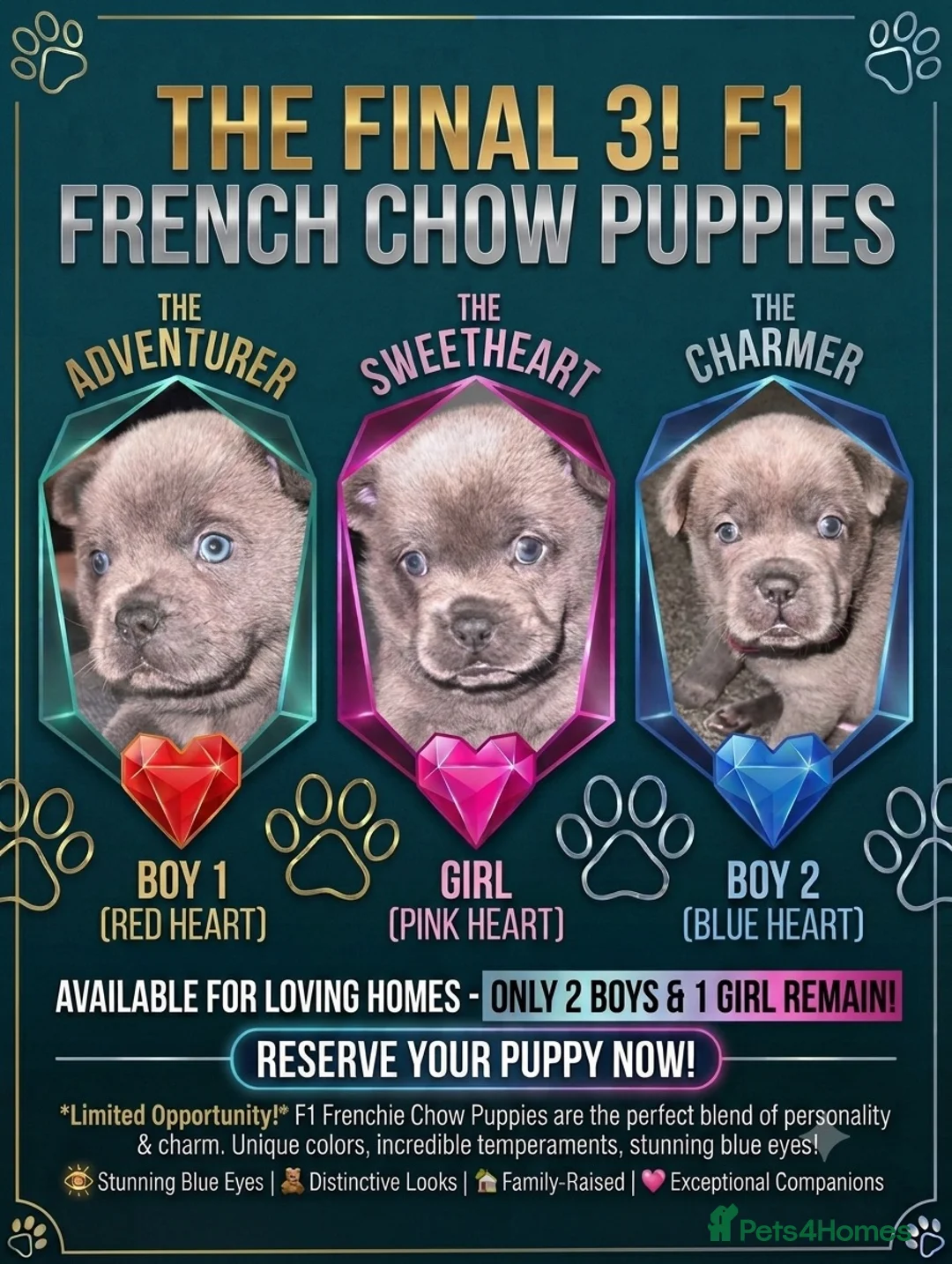 Mixed Breed dogs for sale: Beautiful littler of French chows  - Advert 2