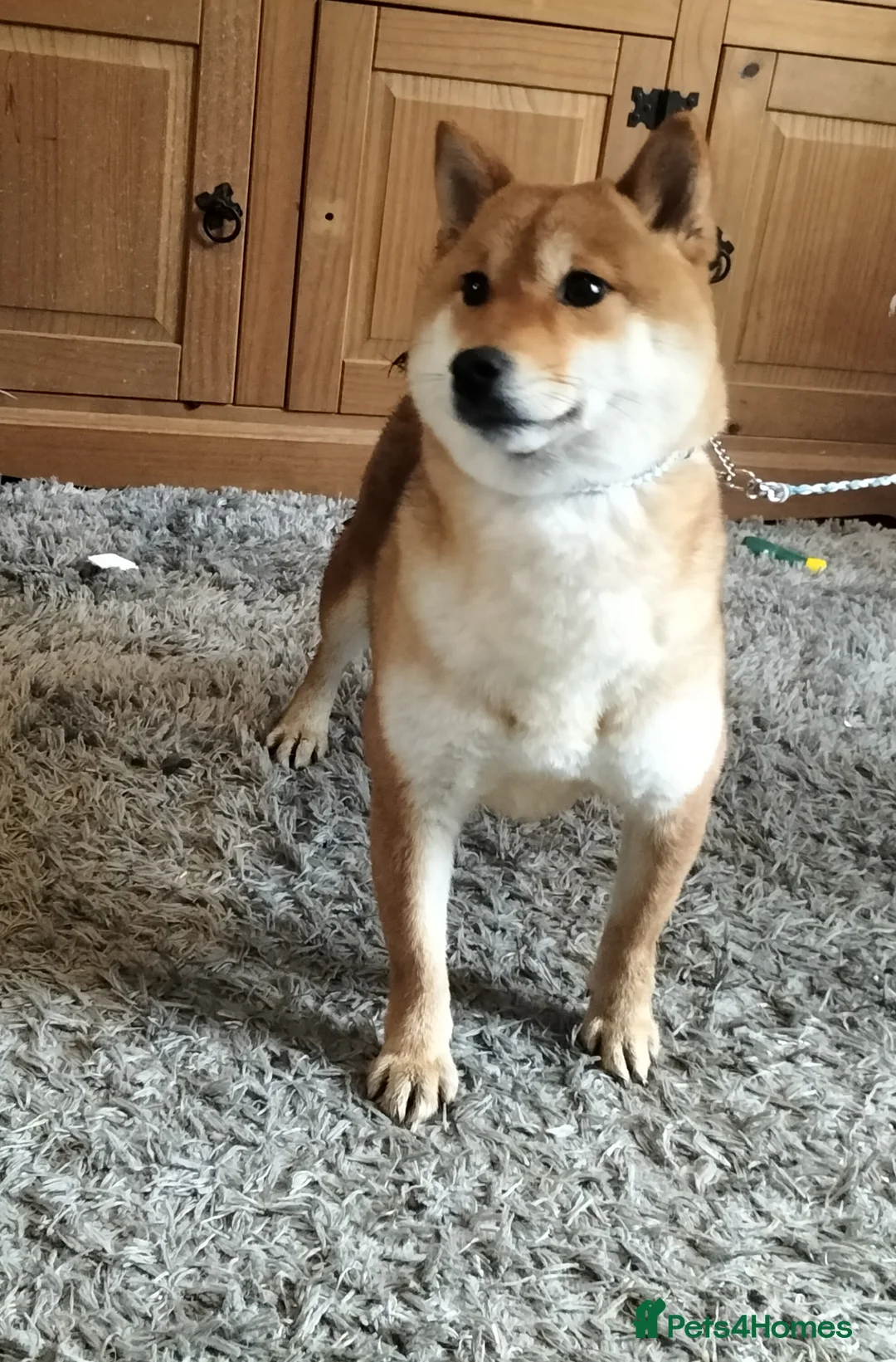 Japanese Shiba Inu dogs for sale: 2yo KC female shiba inu  - Advert 2
