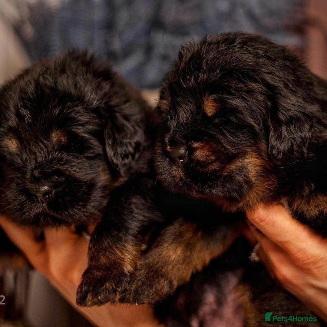 Tibetan Mastiff dogs for sale:  Beautiful Tibetan Mastiff puppies available - Image 6
