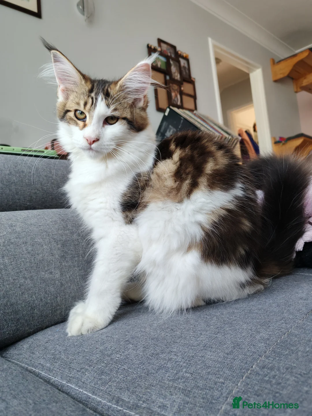 Maine Coon cats for sale: Amazing purebreed maine coon 😍  - Advert 2