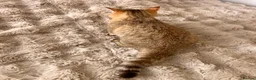 British Longhair cats for sale: Adorable GCCF British LH & SH Kittens - Advert 10