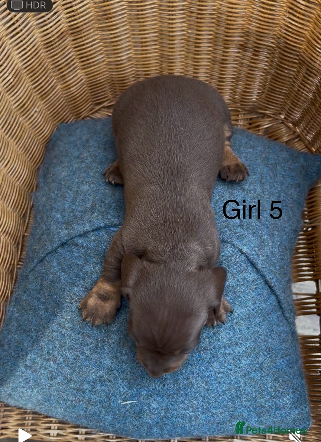 Dachshund dogs for sale: Gorgeous mini dachshund puppies!! - Image 15