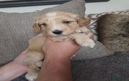Cockapoo dogs for sale: Cockapoo Puppies  - Image 2