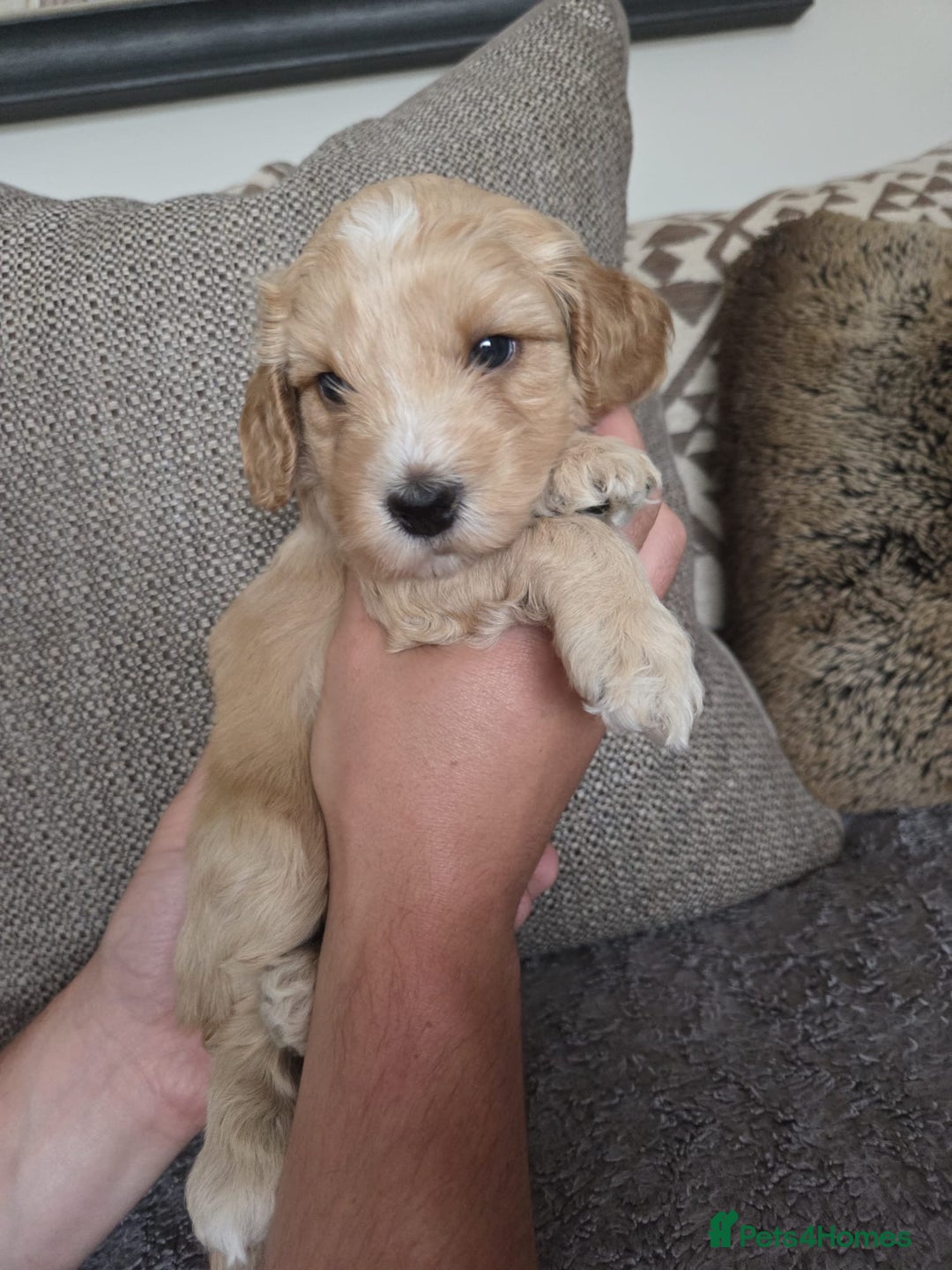 Cockapoo dogs for sale: Cockapoo Puppies  - Image 2