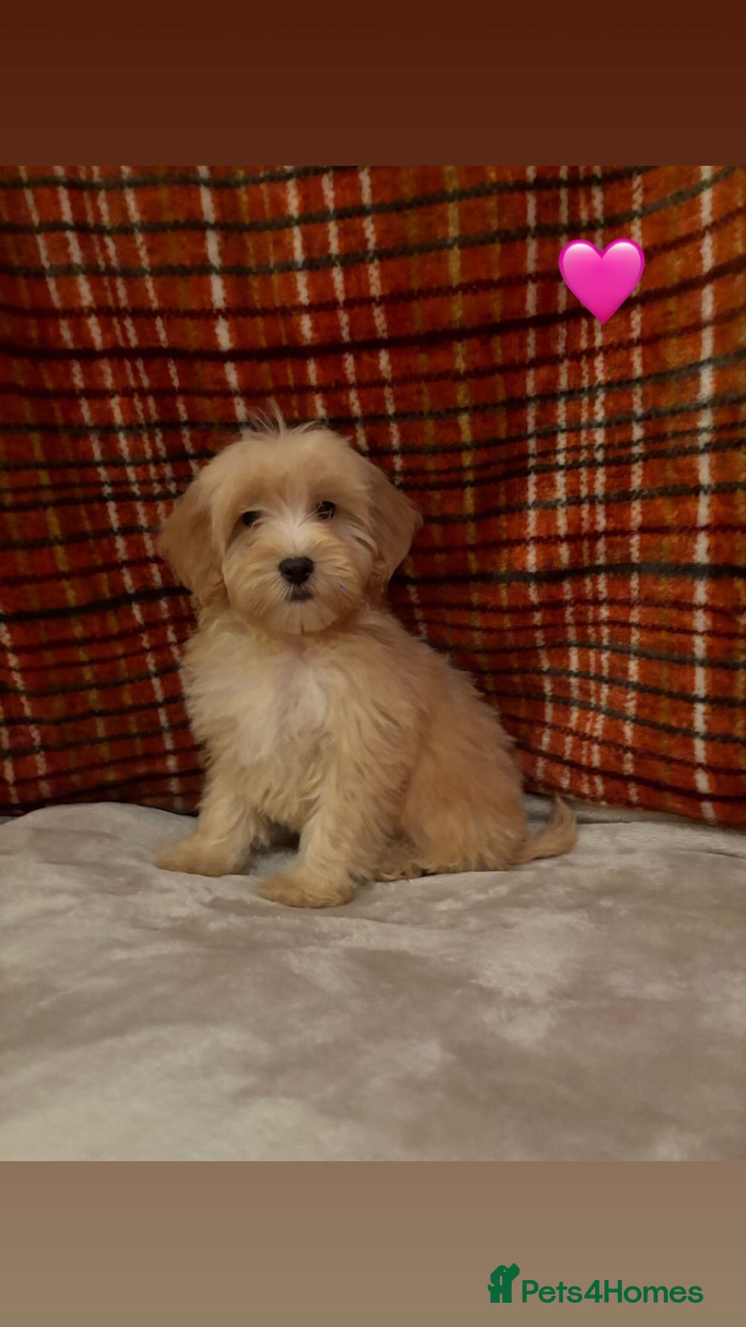 Cockapoo dogs for sale: Cockapoos 5 beautiful puppies  - Advert 6