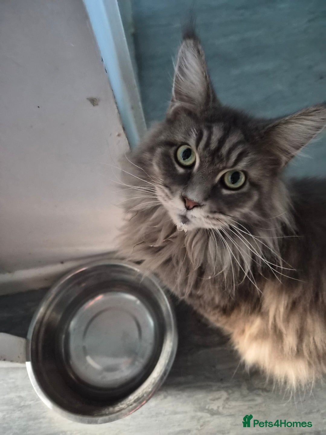 Maine Coon cats for sale: 4 year old female maine coon  - Image 1